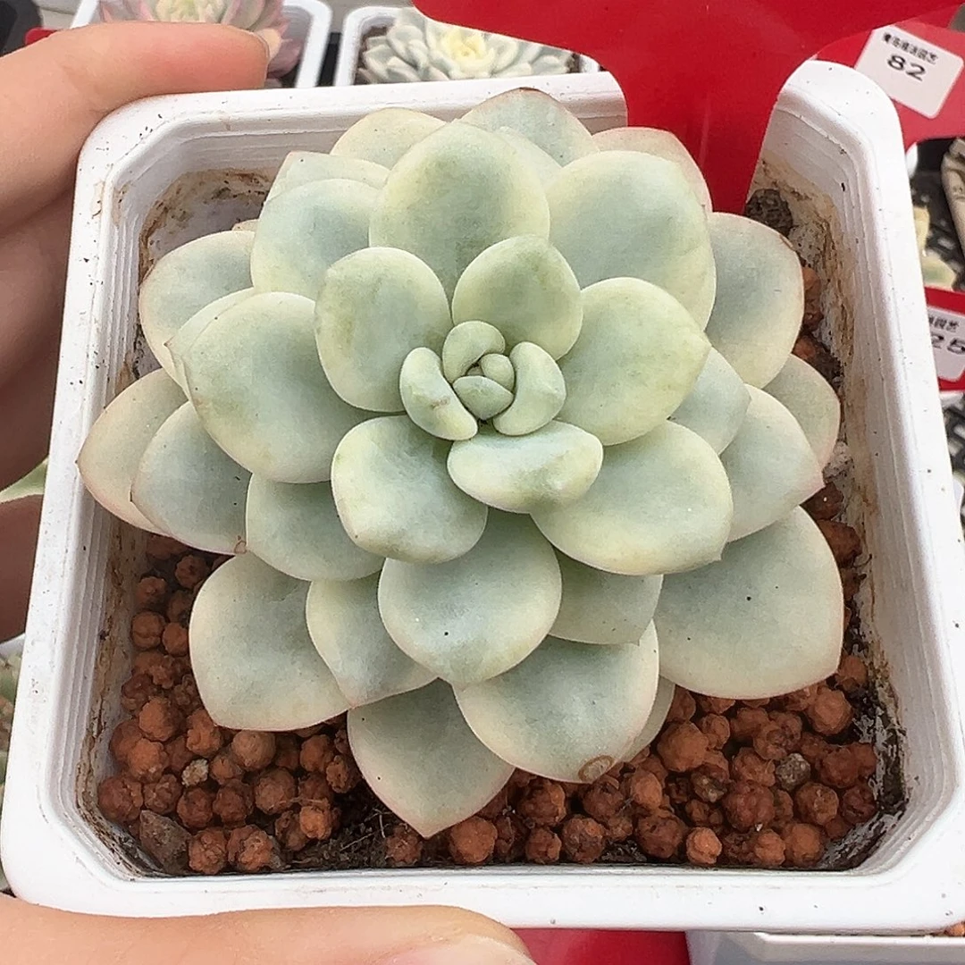 122号白马香水锦多肉植物