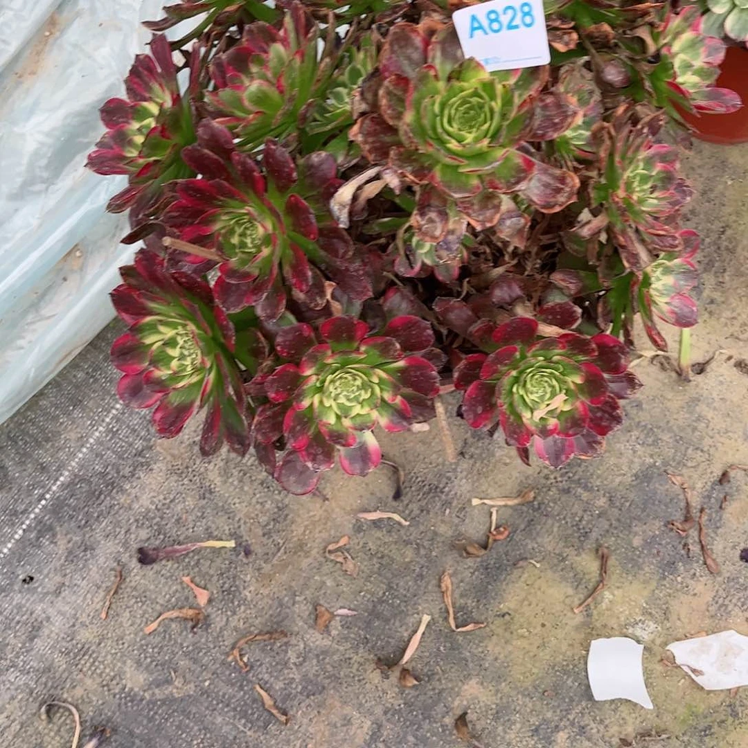 恩**奶多肉植物828多肉