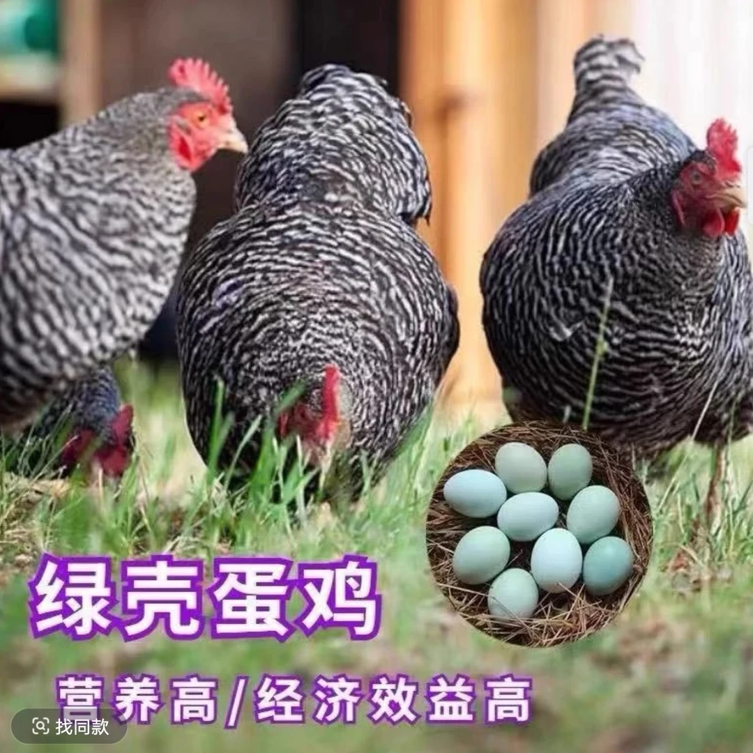 【10只芦花绿壳蛋鸡】疫苗齐全可挑选 宠物鸡
