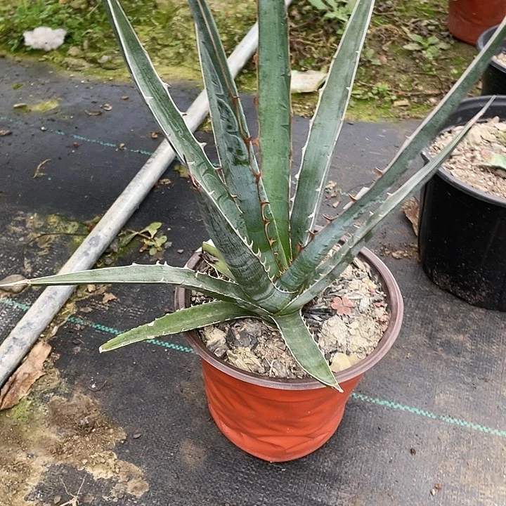 最****?龙舌兰绿色植物