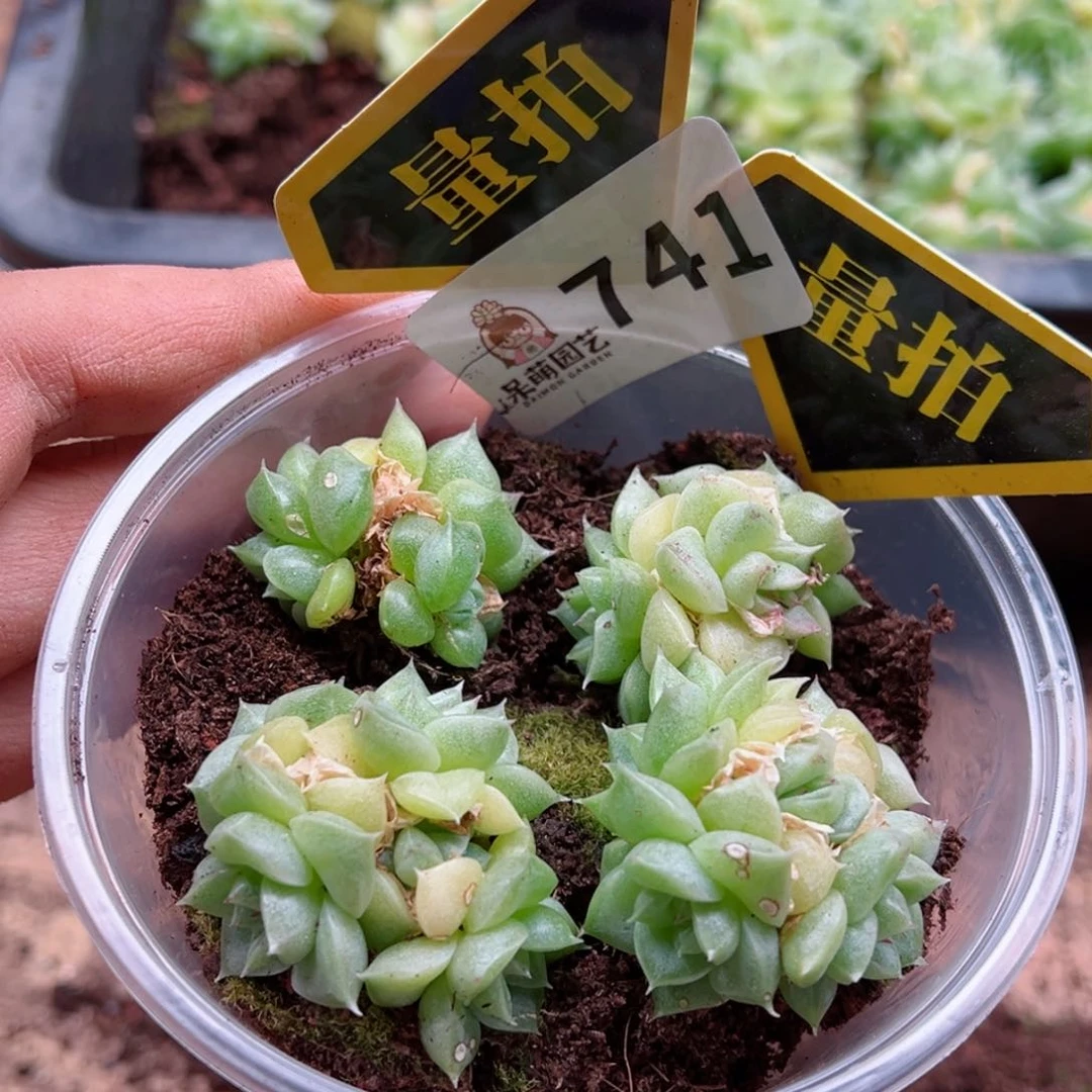 多肉植物多肉植物
