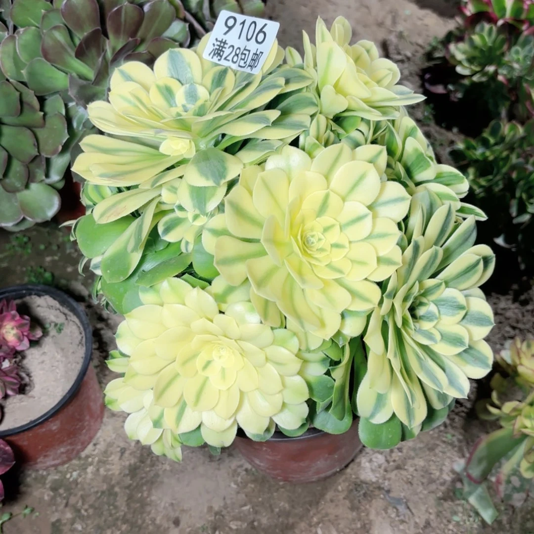 K.   9106辛尼雅多肉