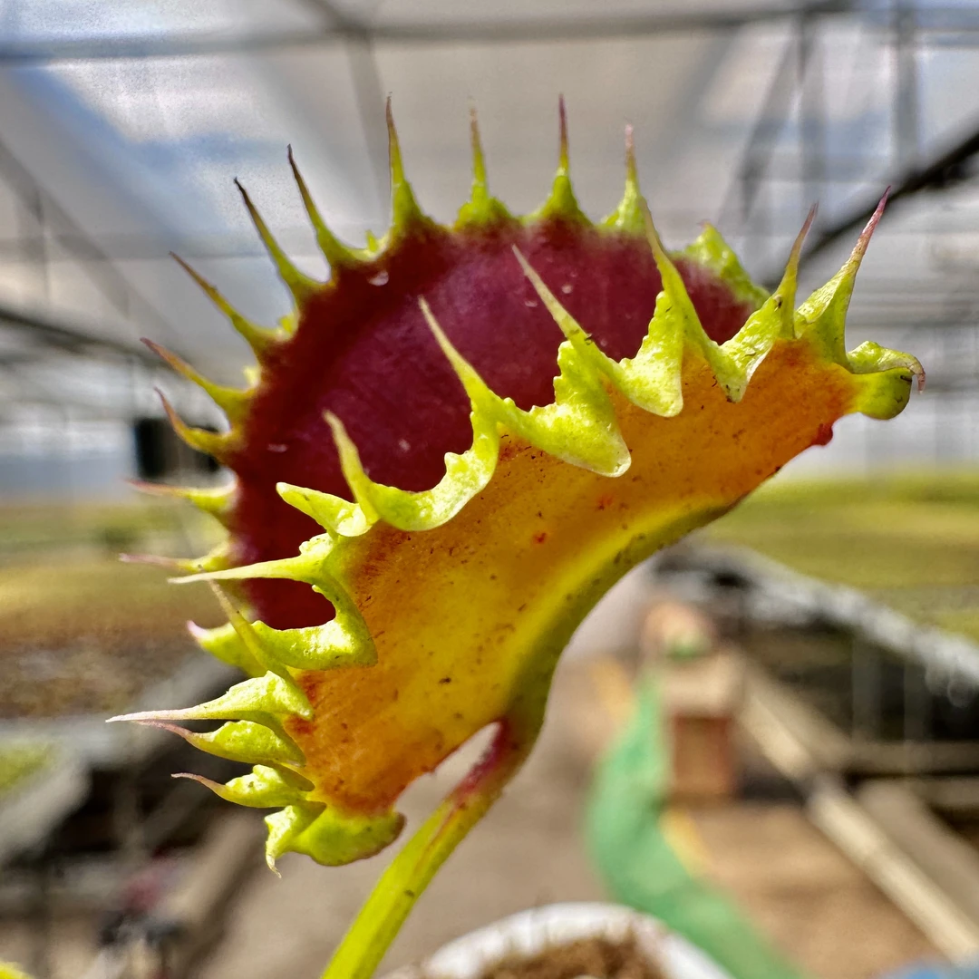 【饺子捕蝇草】食虫植物趣植室内花卉办公室盆栽好养人工繁育栽培