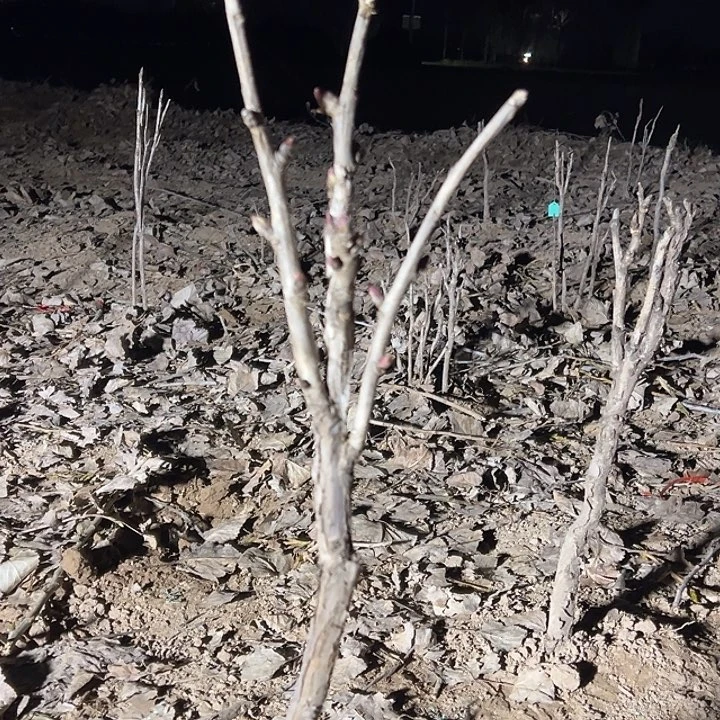 堂***城完全开放花王大颗