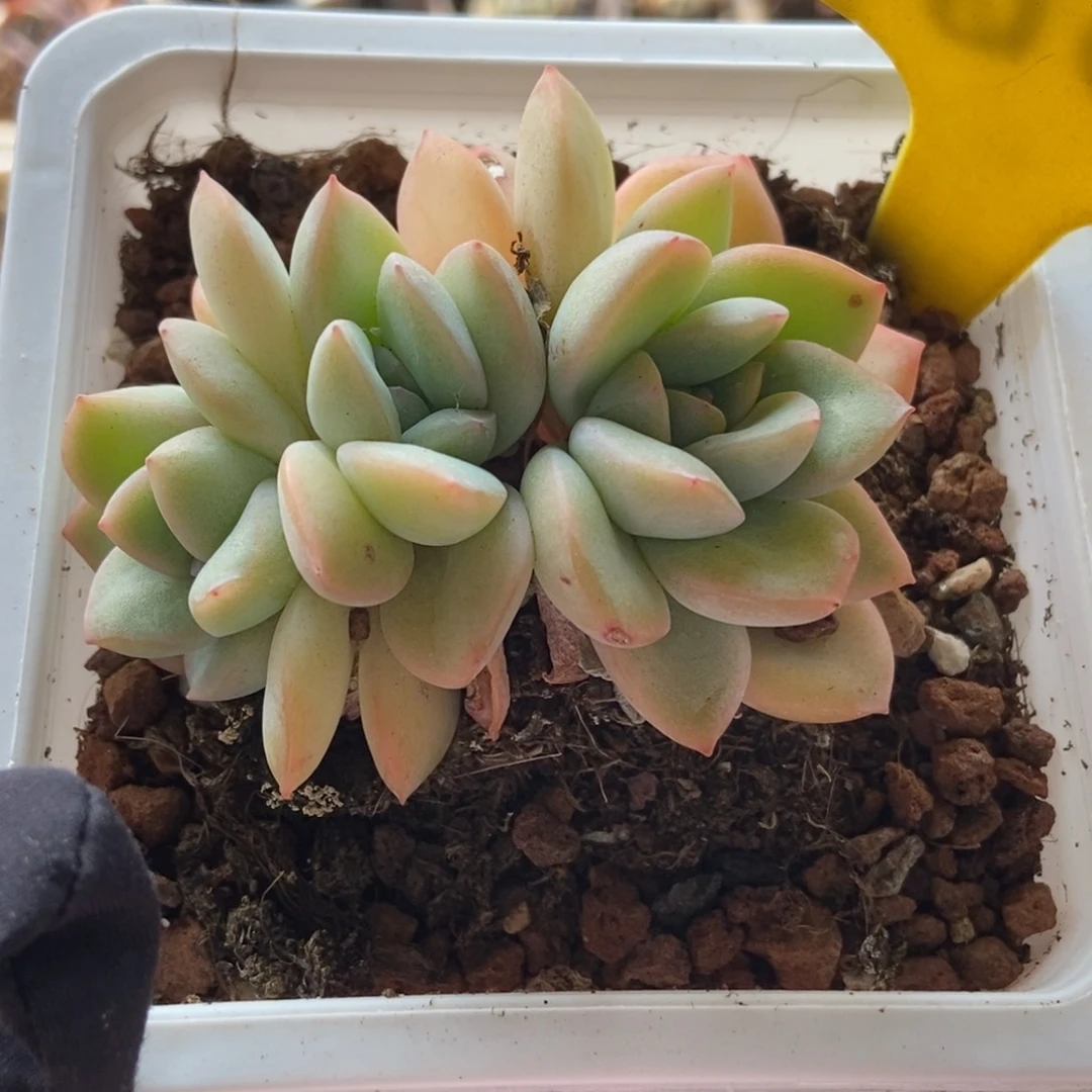 1087泡芙多肉植物保护
