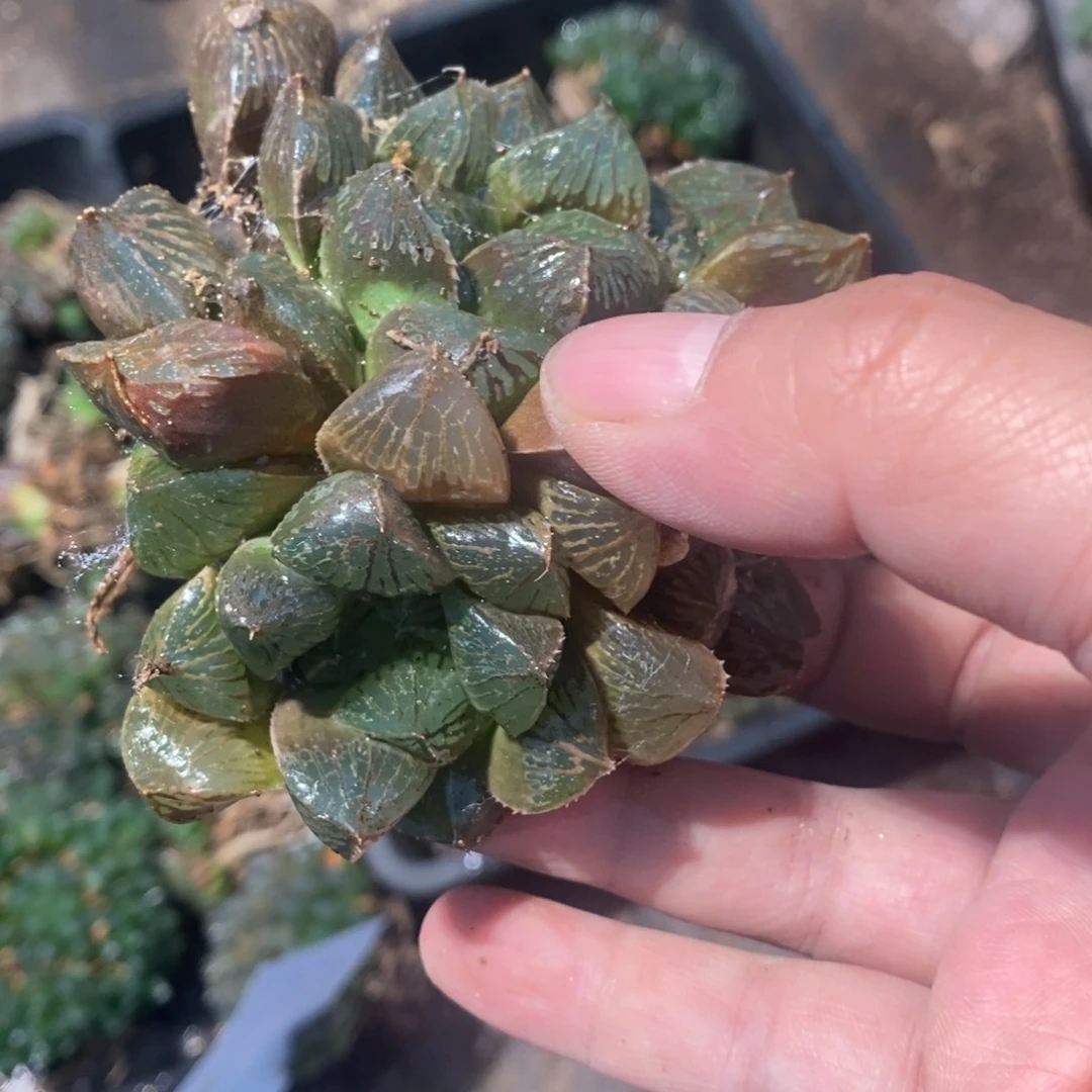 绿***宝939 一群福利。