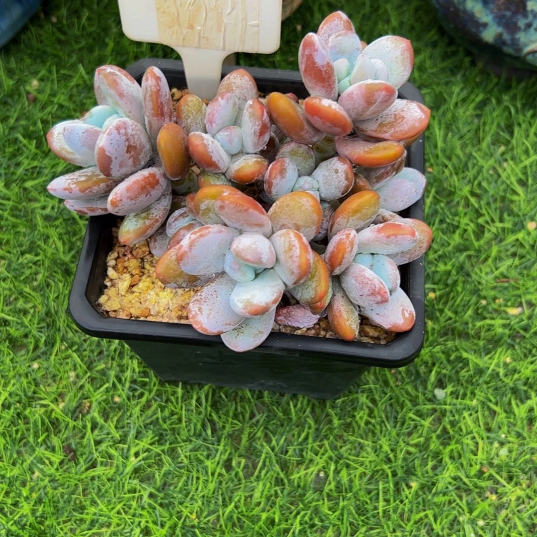 s***m小老桩雪美人多肉植物
