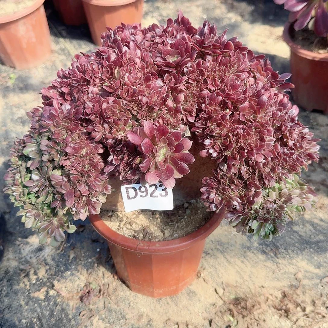 923玫瑰朵朵一颗呀呀