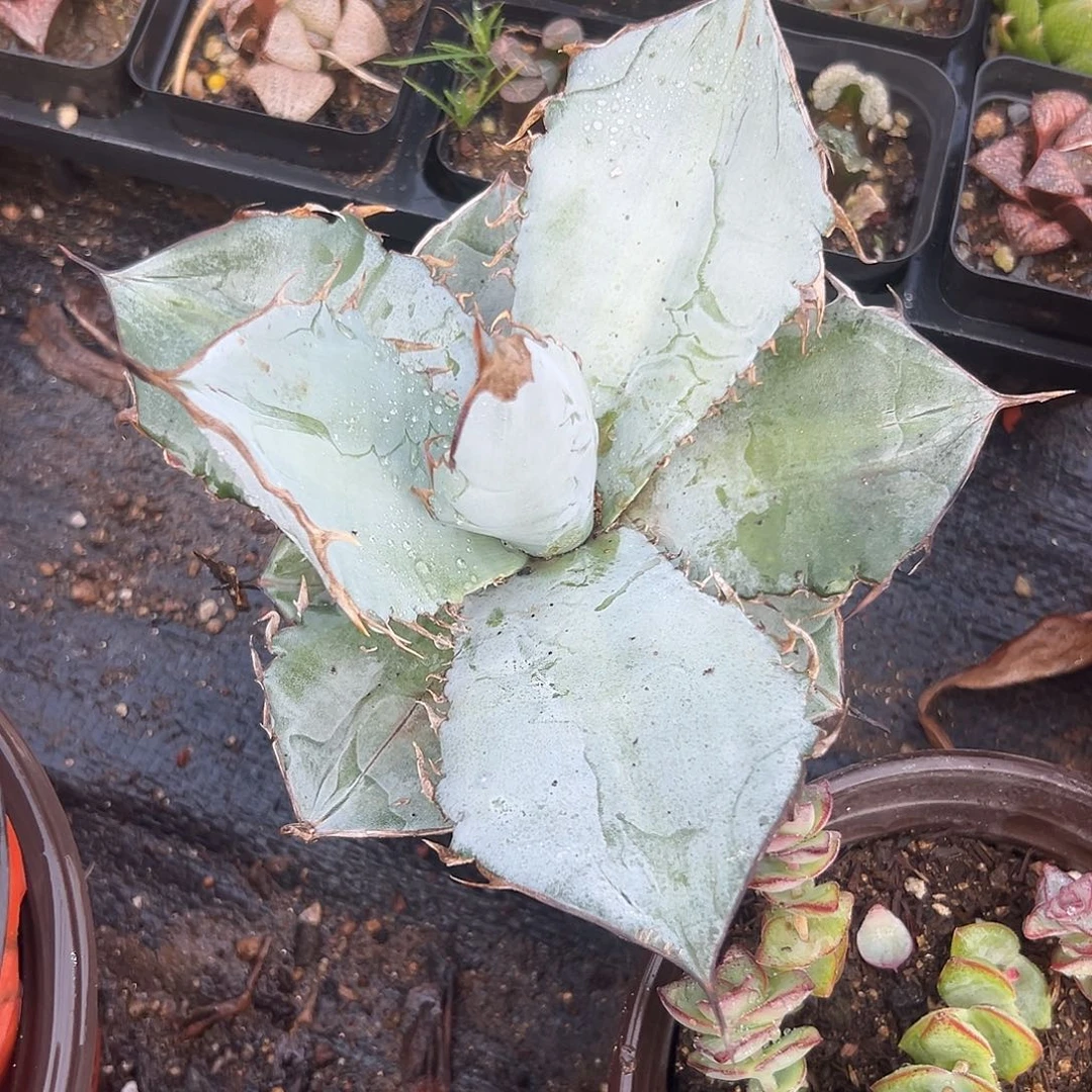 多肉植物单头白冰