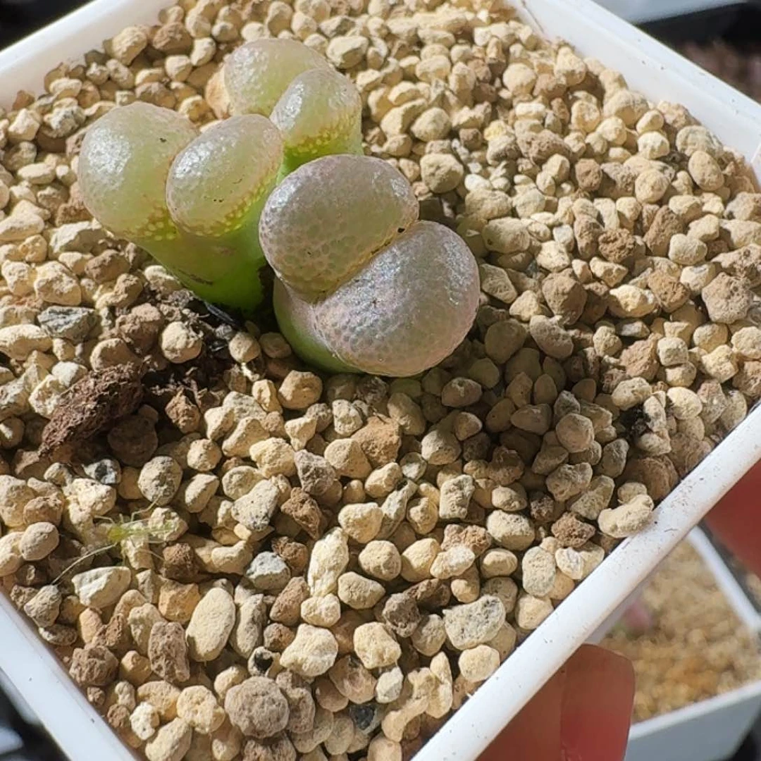 多肉植物福利捡漏风铃942