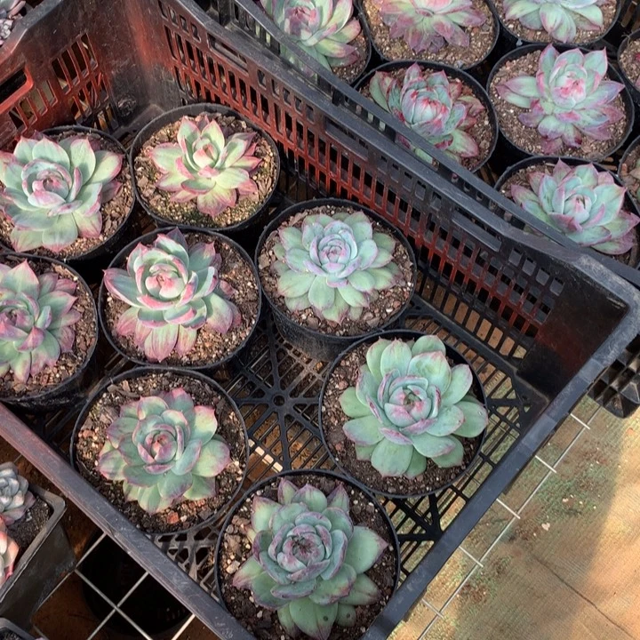 外翻拉丝惊鸿多肉植物