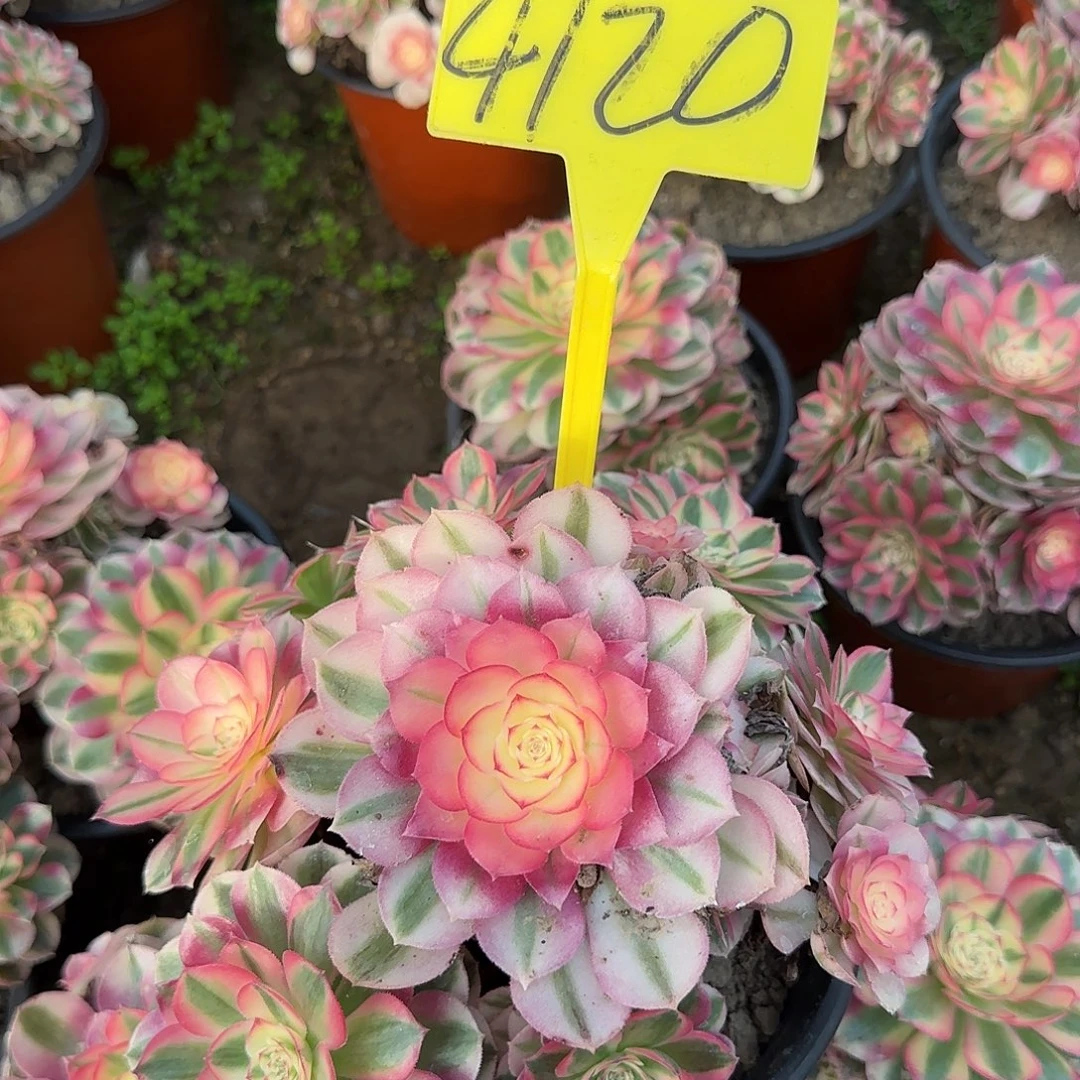 4120--倾城多头多肉植物