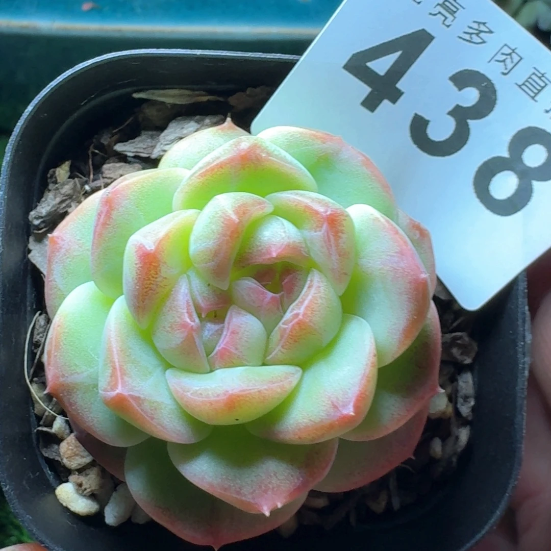 彩体珍妮双头            精美多肉植物
