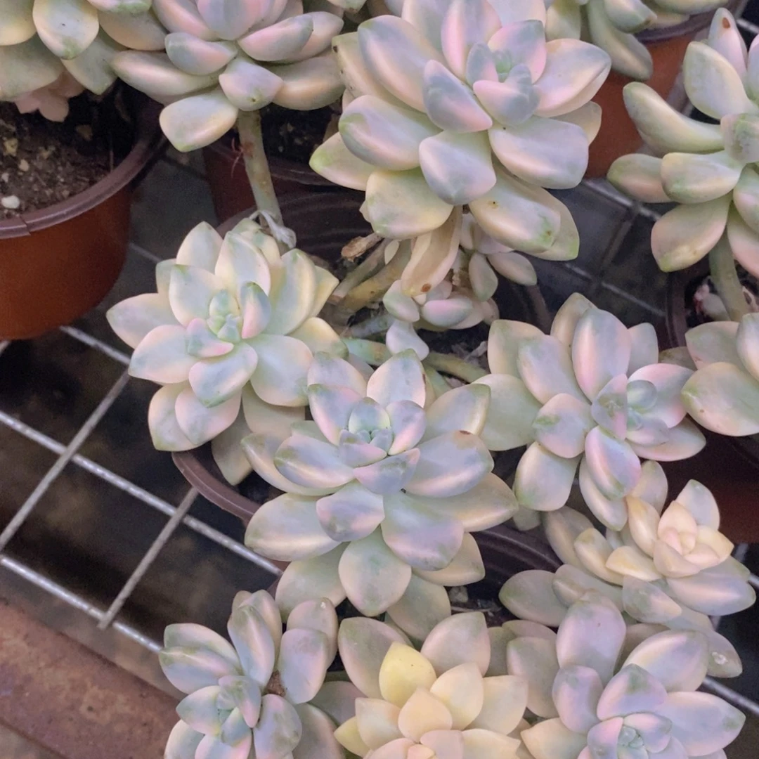 美杏锦整桩整群两盆