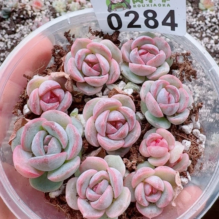 多肉植物多肉植物