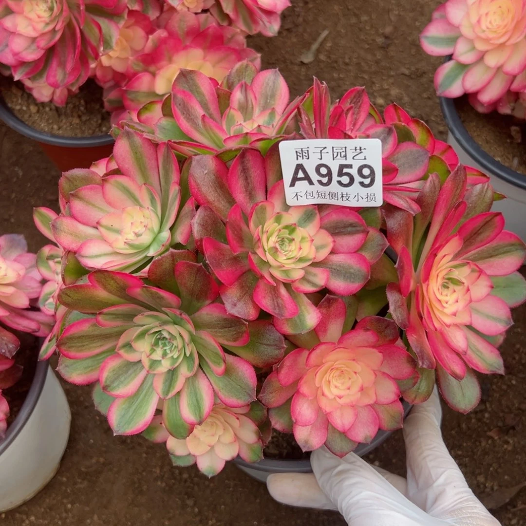 959荔枝尺寸23左右