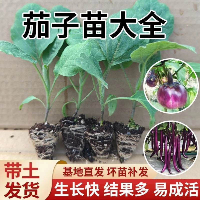 高产茄子秧苗紫长茄子苗黑长茄苗杭茄苗紫圆茄苗青茄苗白茄易成活