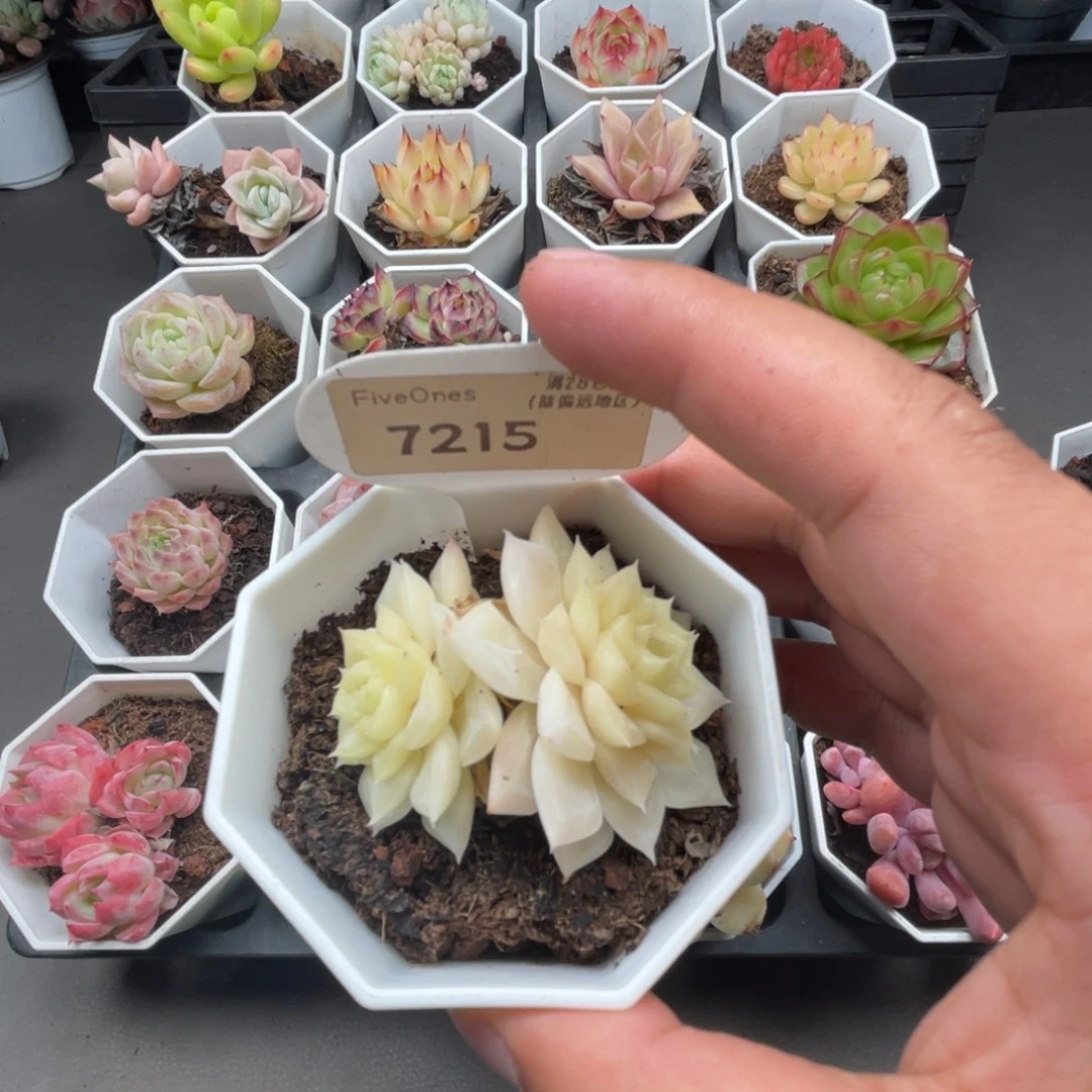 7215白天鹅4.0厘米