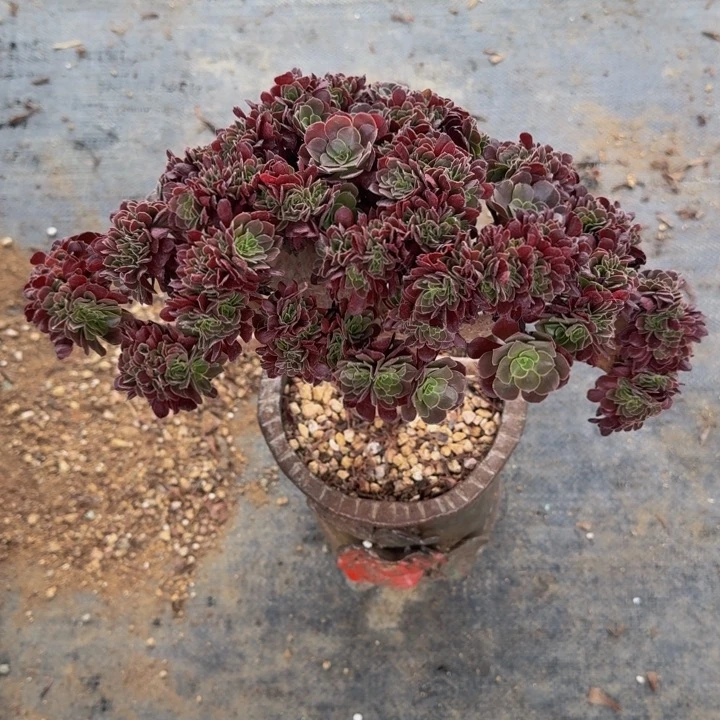 小*特特特特特土地7569