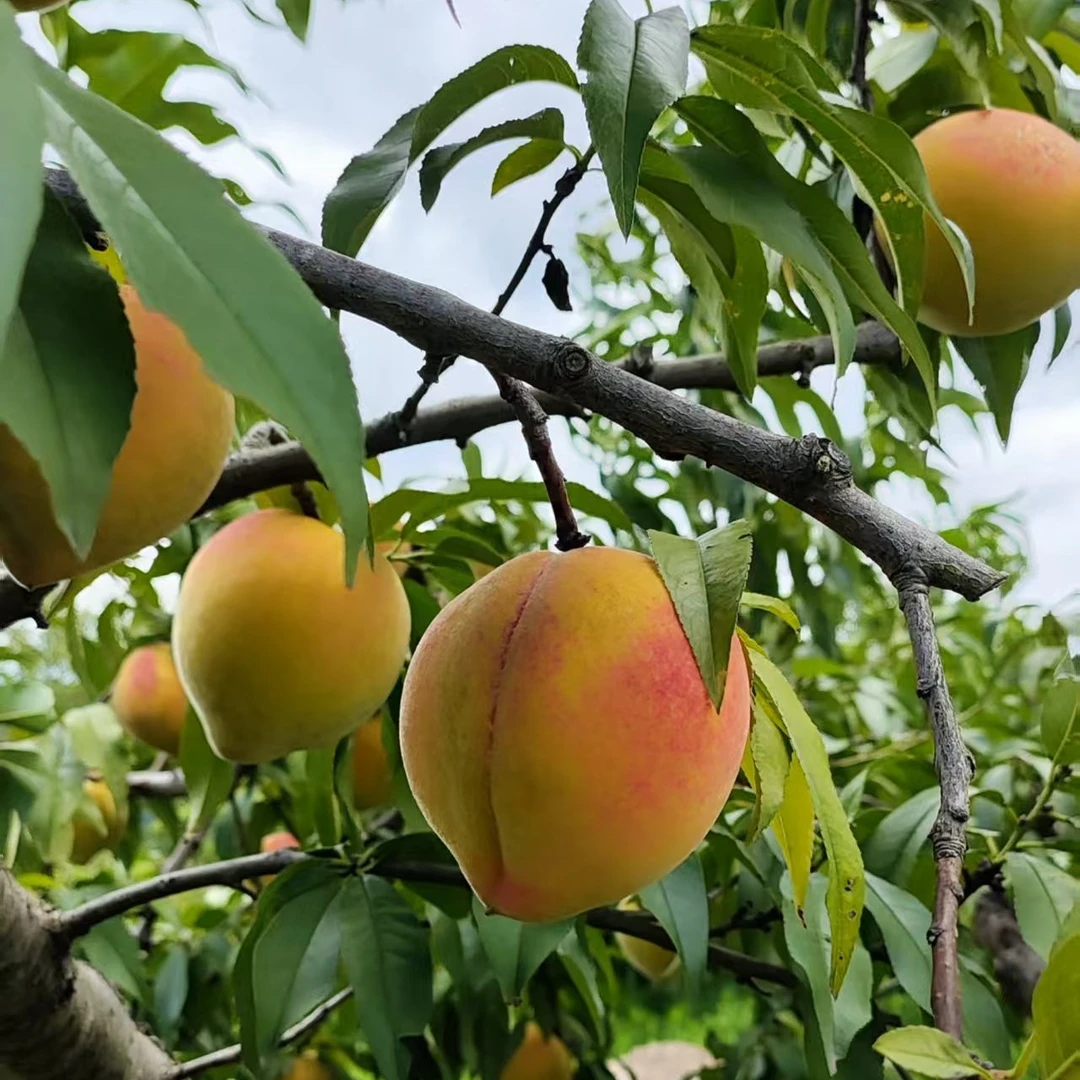 文成高山黄桃新鲜采摘水蜜桃果园现摘现发脆甜红心黄肉当季水果