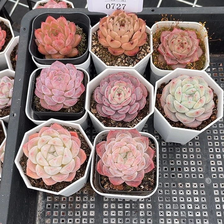 薇薇安园艺多肉0727