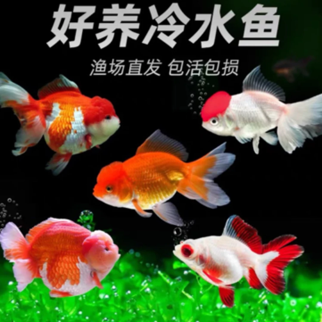 国粹小型观赏鱼8-10公分 11条全国包邮颜色不指定 泡沫箱冰块发货