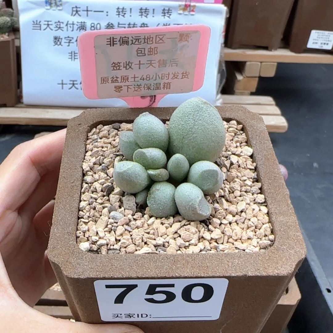 750哈密瓜多肉植物