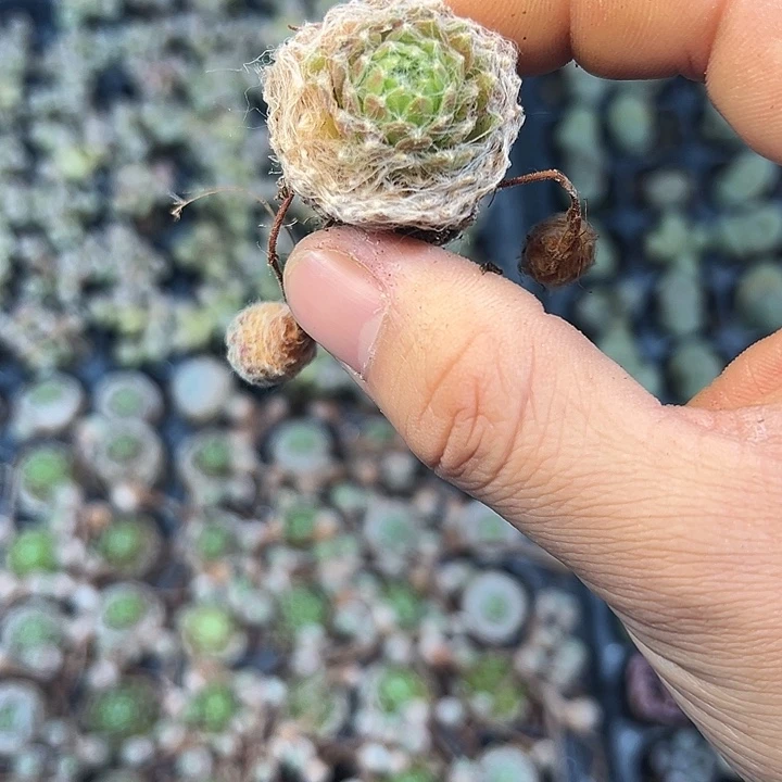 蛛丝卷卷 满10颗包邮