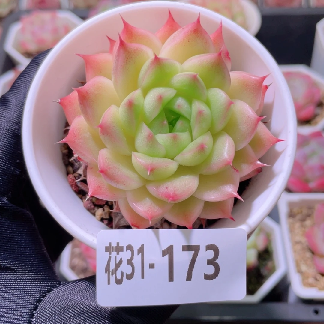 花利美31-173麦秆