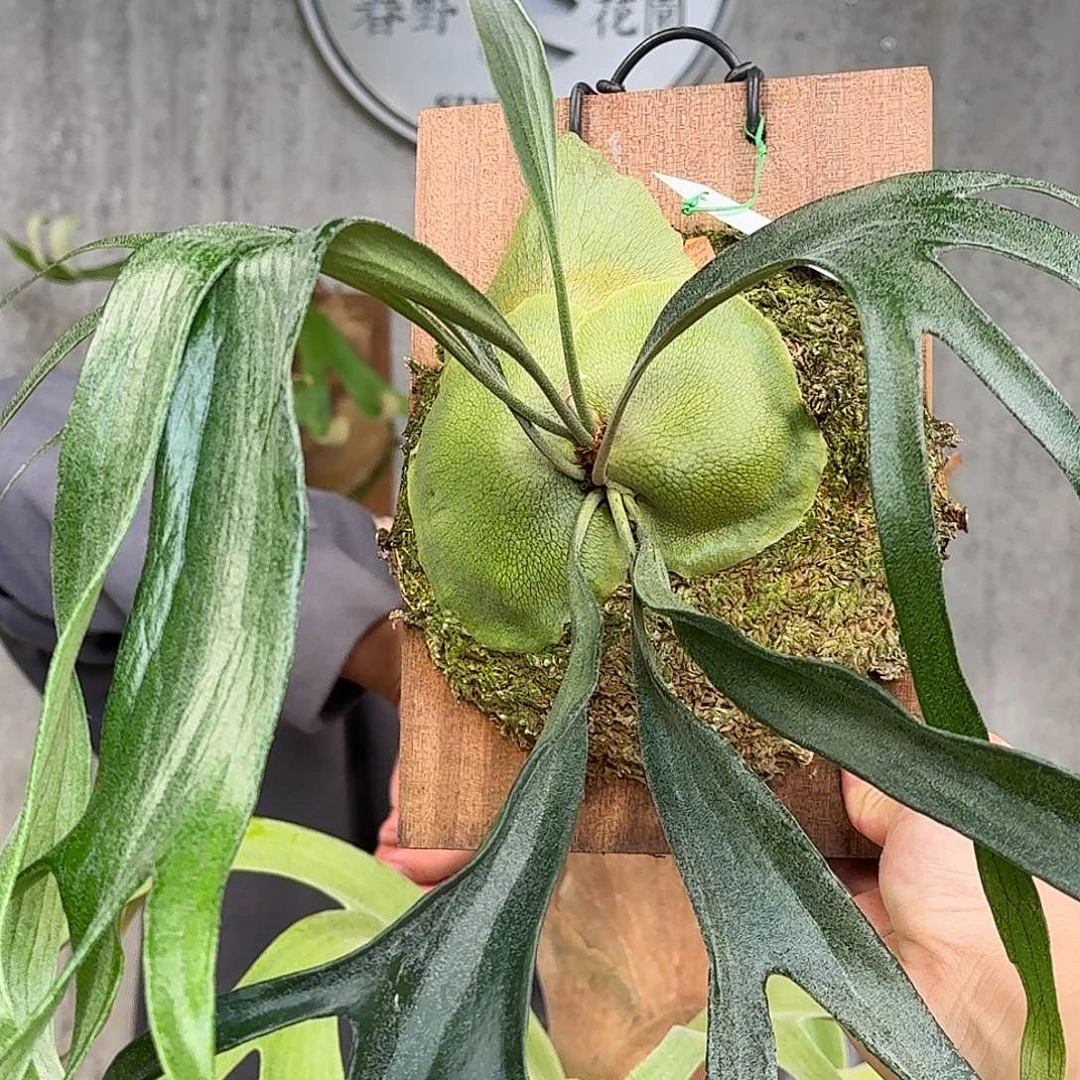 完全开放小猫咪鹿角蕨春野花园