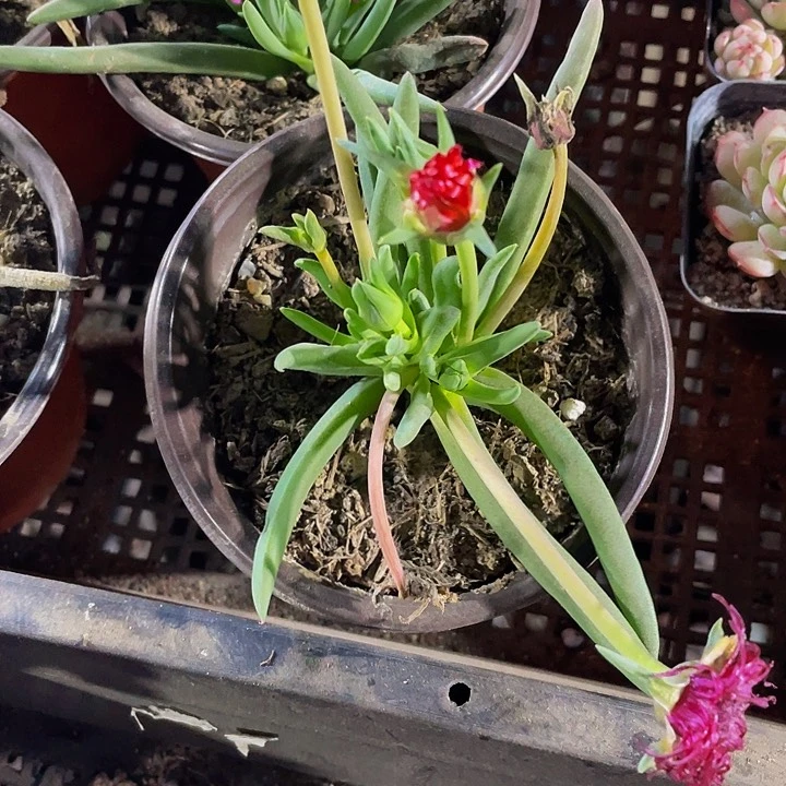 大奔龙3.8带盆土