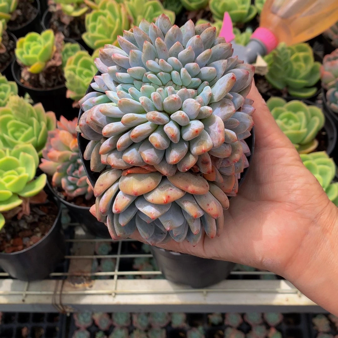 92303缀嗯嗯嗯嗯嗯加油