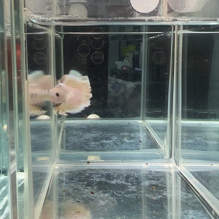 斗鱼满30元包邮29日41