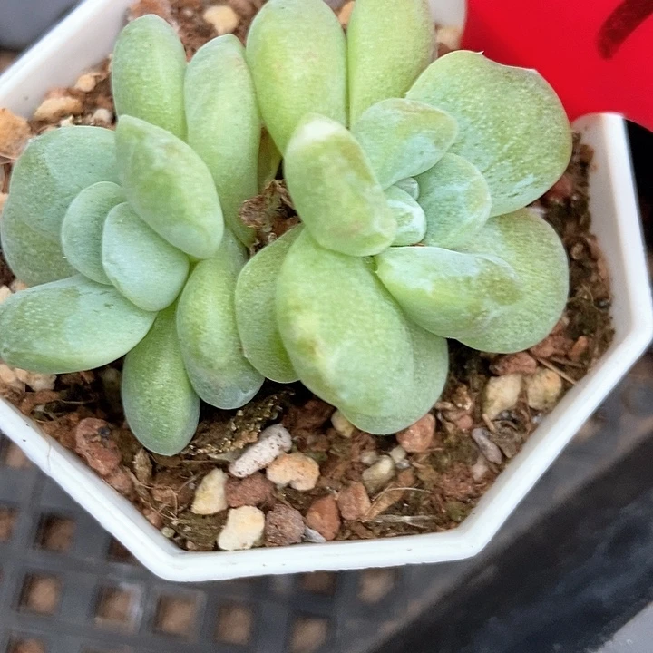 多肉植物冰玉石化7292