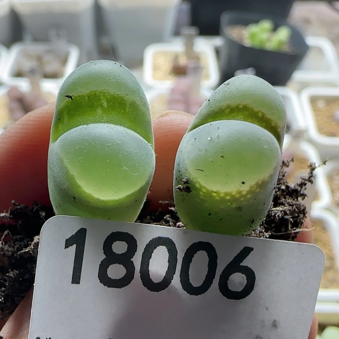 【闪购商品】肉*18006