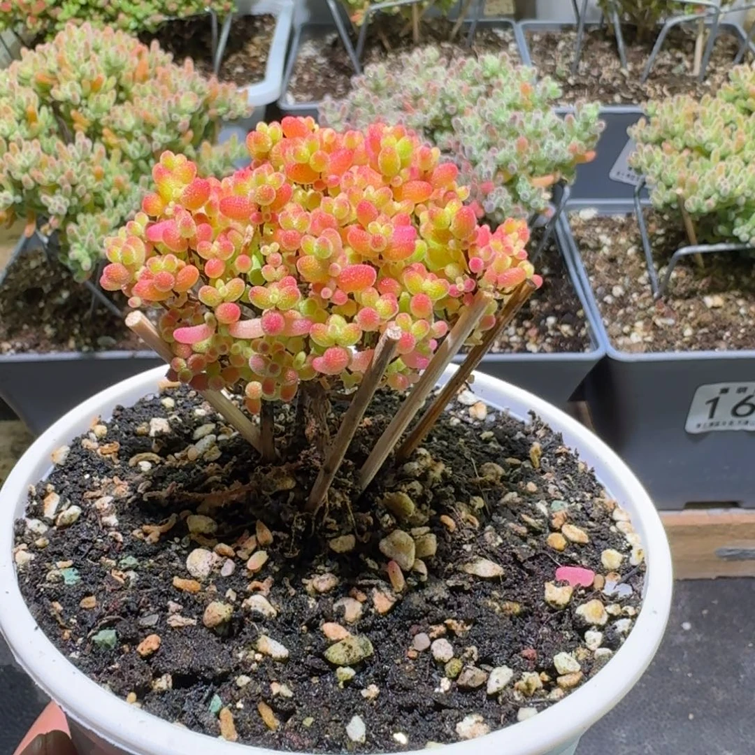 枝干番杏蜜橘糖球231