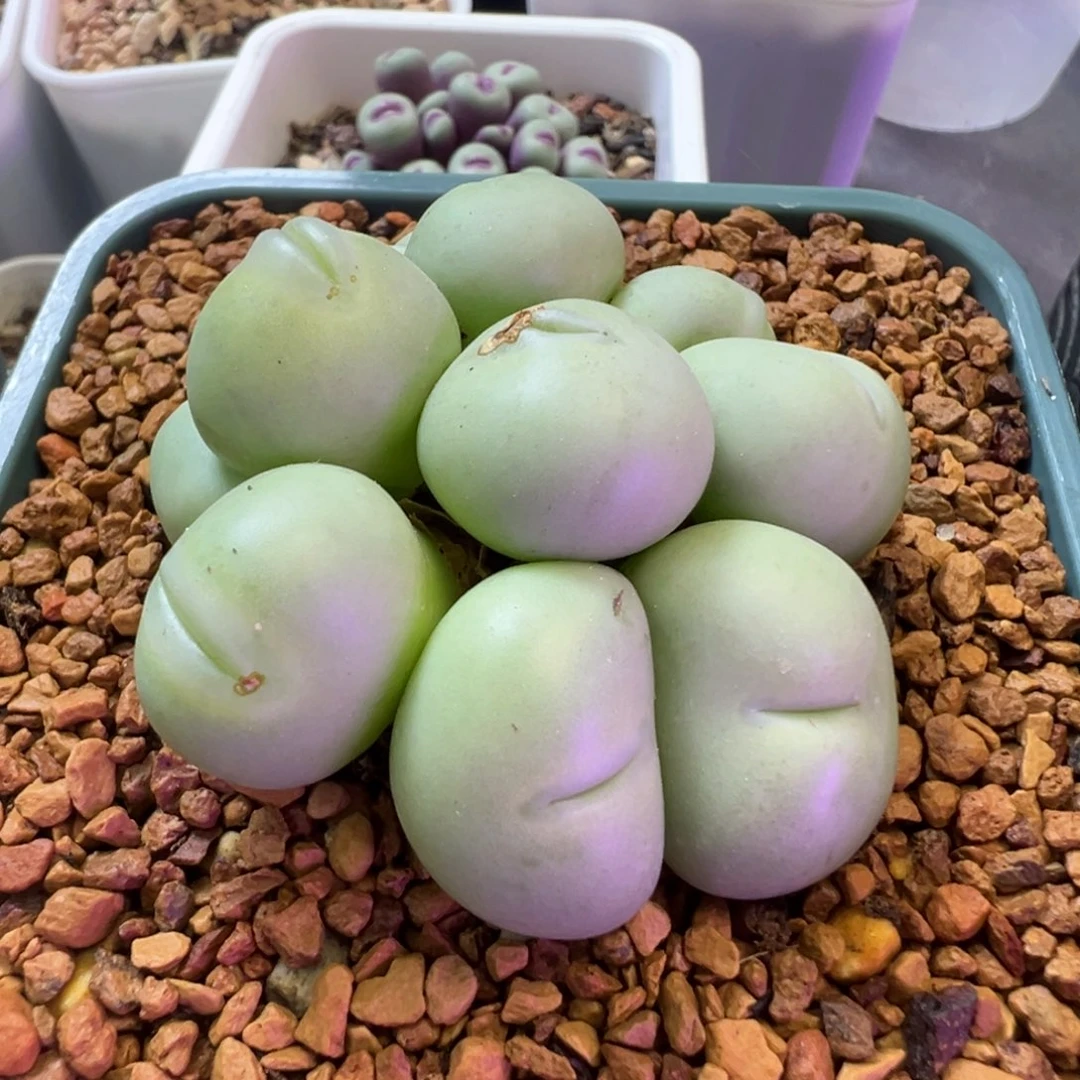 阿****补差价  肉锥植物