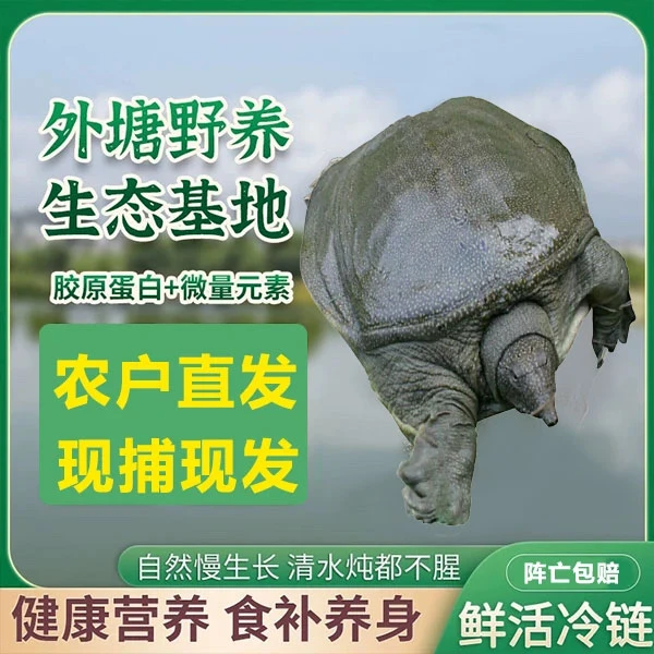 4-5斤 农户直发生态甲鱼外塘散养青背白底 顺丰现货现发公母随机o