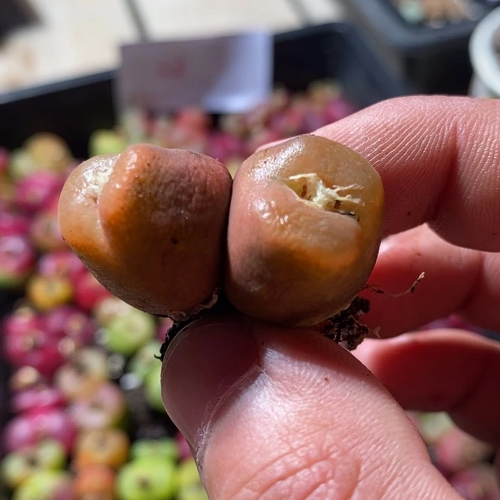 啊*涵20226一个一个一个