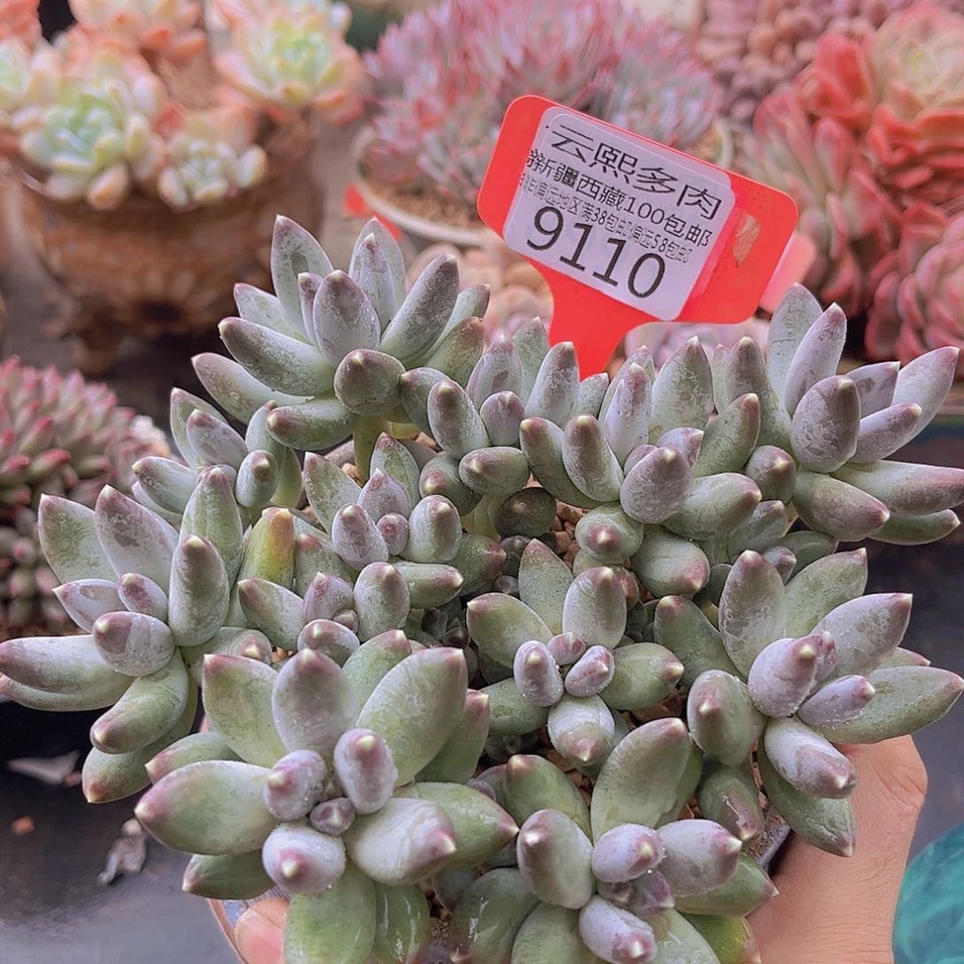 9110松果美人多肉植物