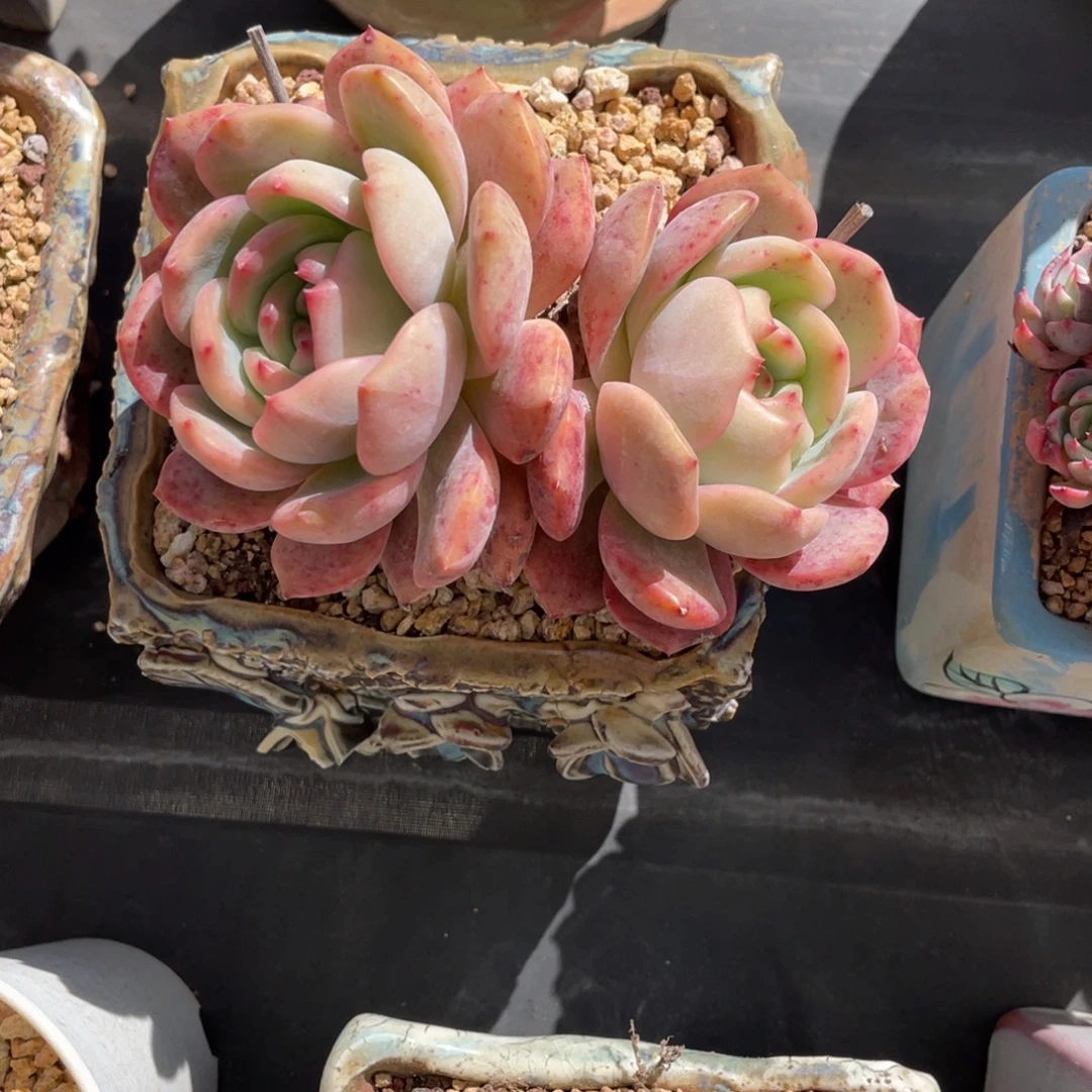 梦露杂交双头血斑