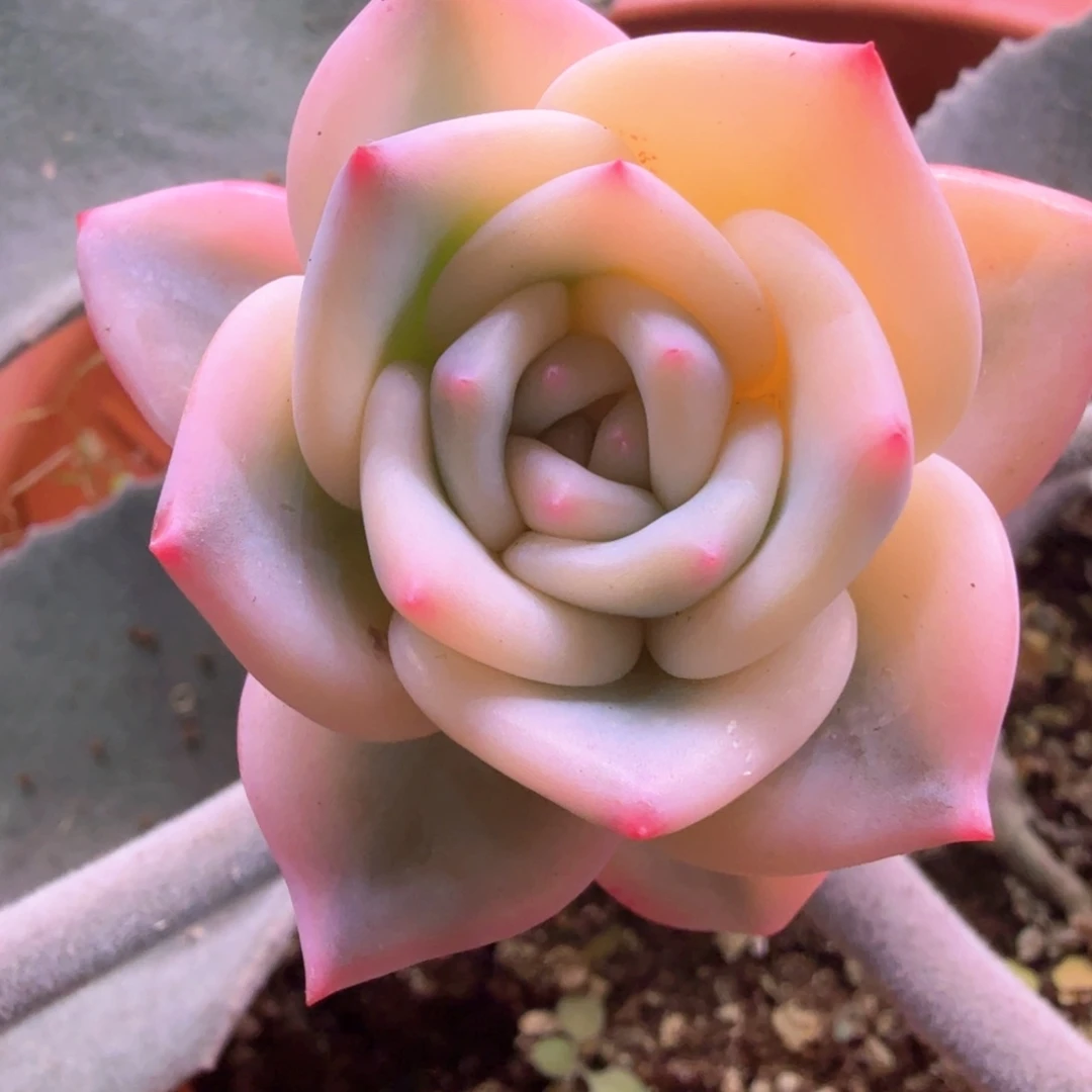 香槟锦 多肉植物锦