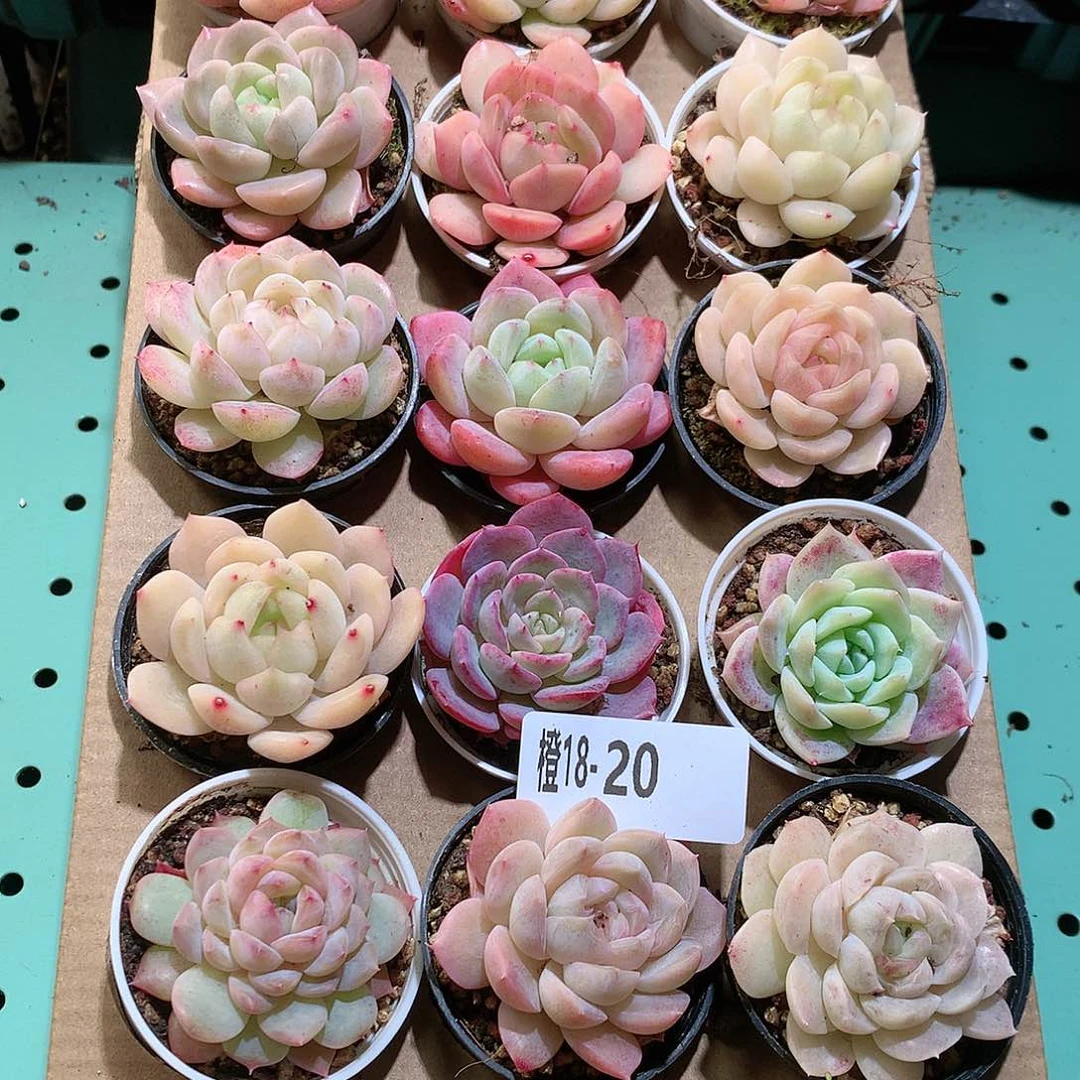 18-20一物一拍带盆18颗。