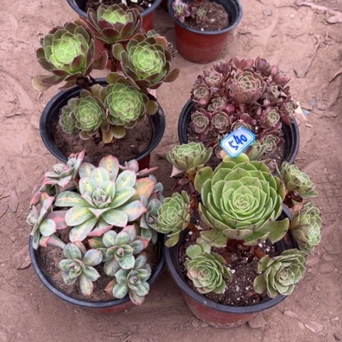 540多肉植物组合，
