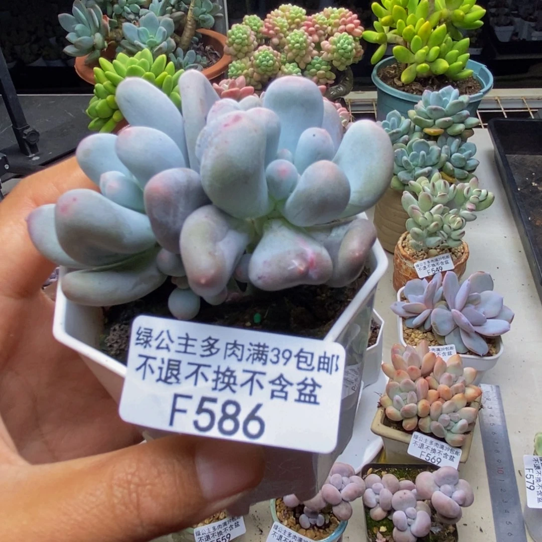 586米可奶多肉7c m