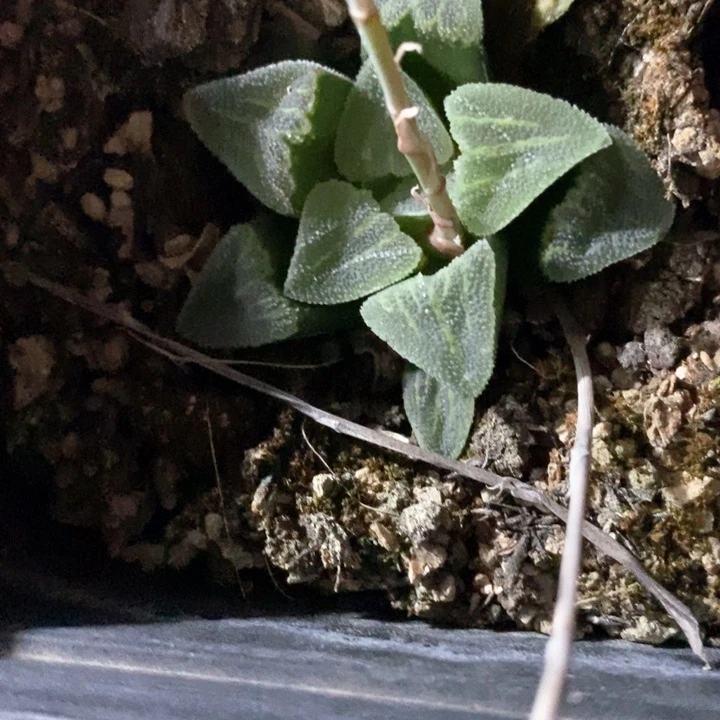 如**叟2038。一颗福利