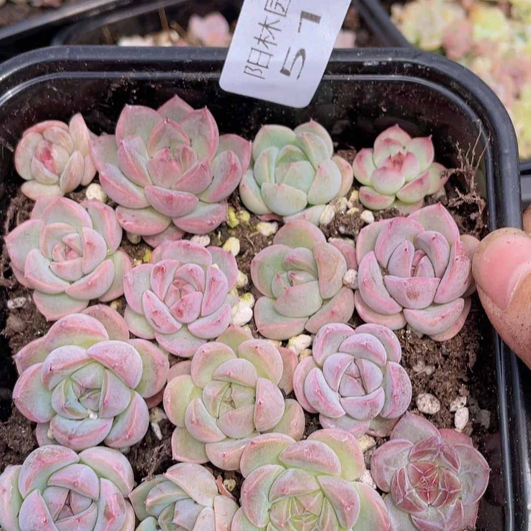 多肉植物多肉植物517