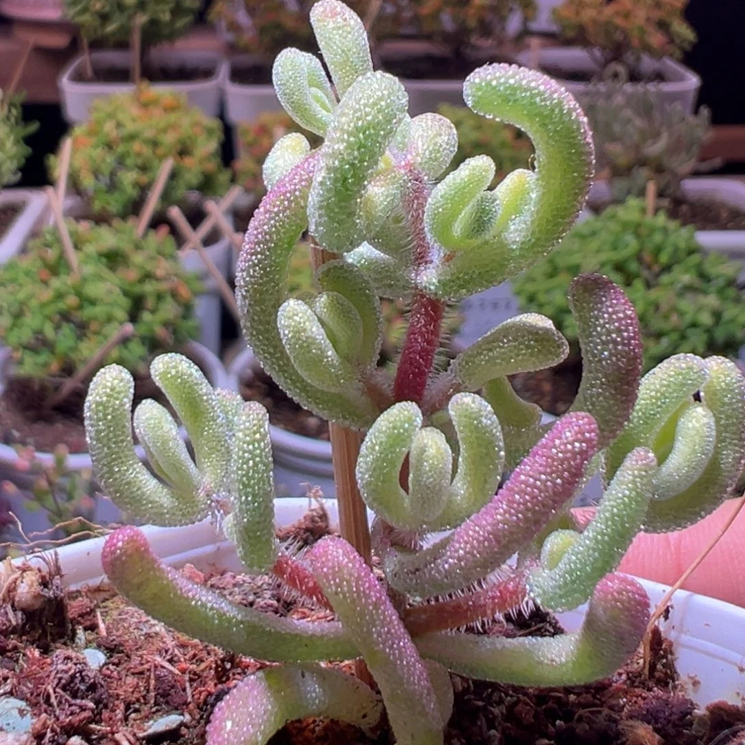 332超白一物一拍带盆土发货