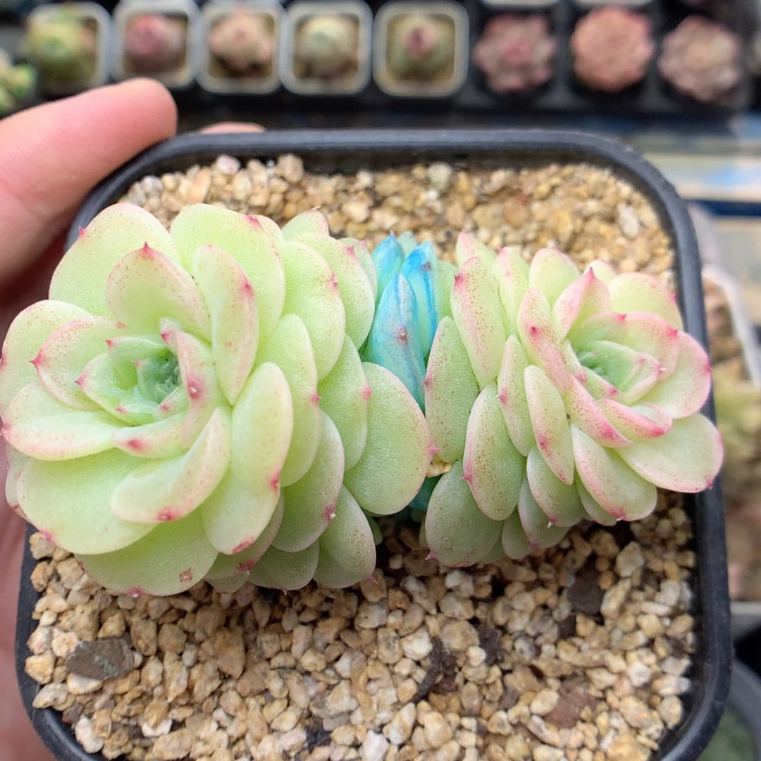 F166新品优选编号小脸麦杆