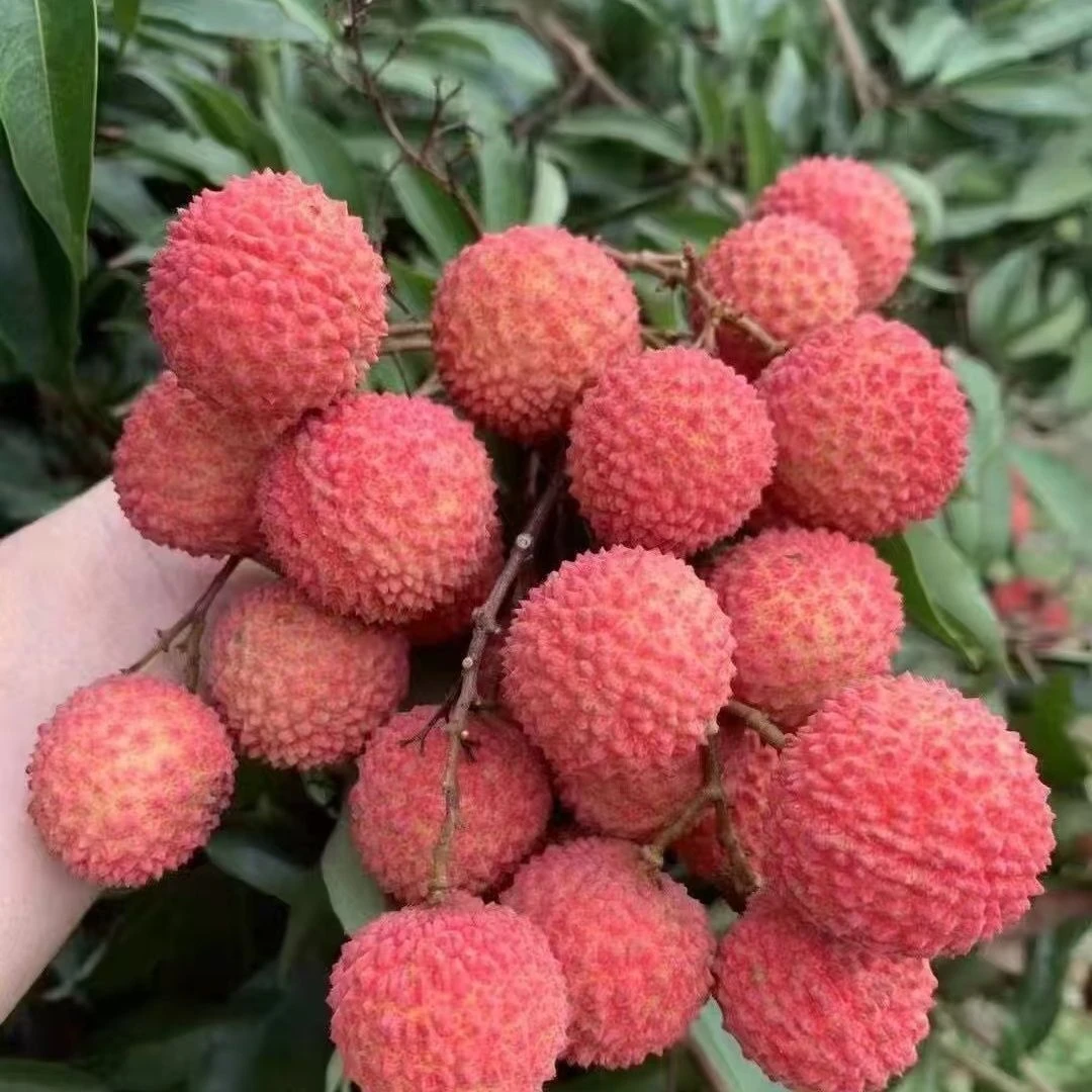 京东冷链广东茂名高州时令水果荔枝桂味精选当季新鲜大中果包邮